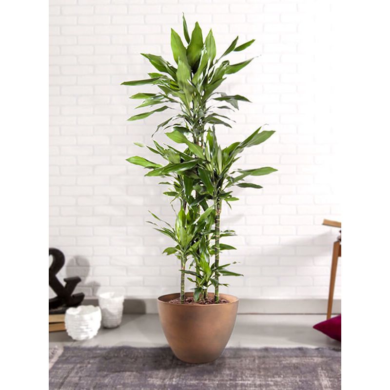 Dracaena Janet Lind 4-stam