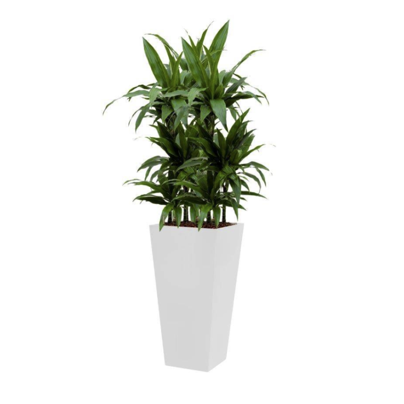 Dracaena Janet Craig hydrocultuur in Runner vierkant wit