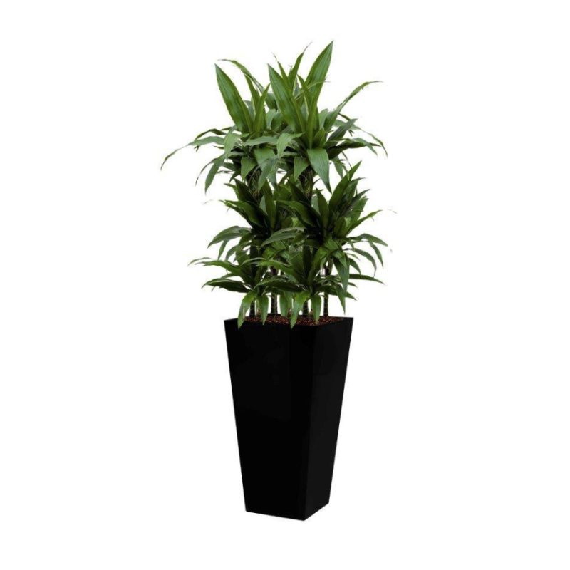 Dracaena Janet Craig hydrocultuur in Runner vierkant zwart