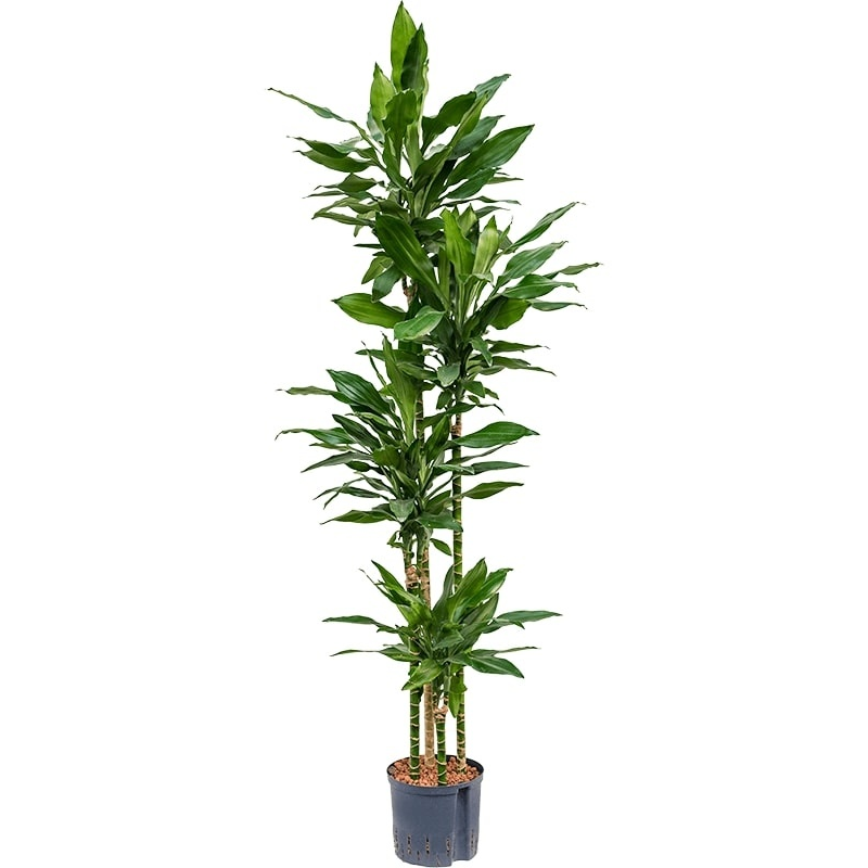 Dracaena Janet Lind 4-stam