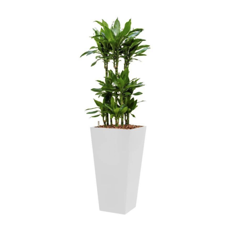 Dracaena Janet Lind hydrocultuur in Runner vierkant wit