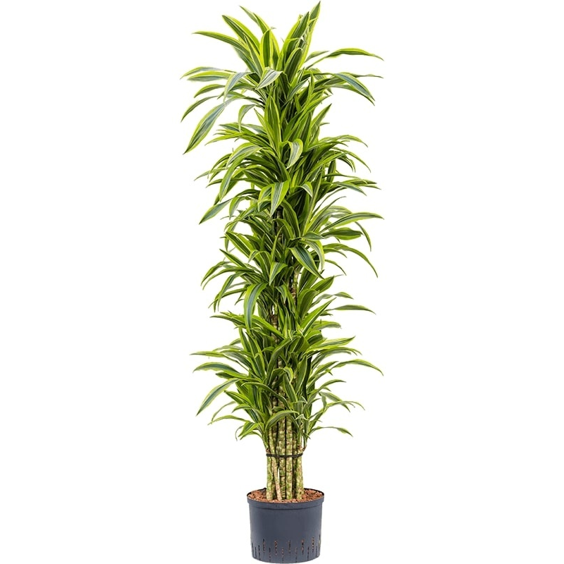 Dracaena Lemon Lime multistam