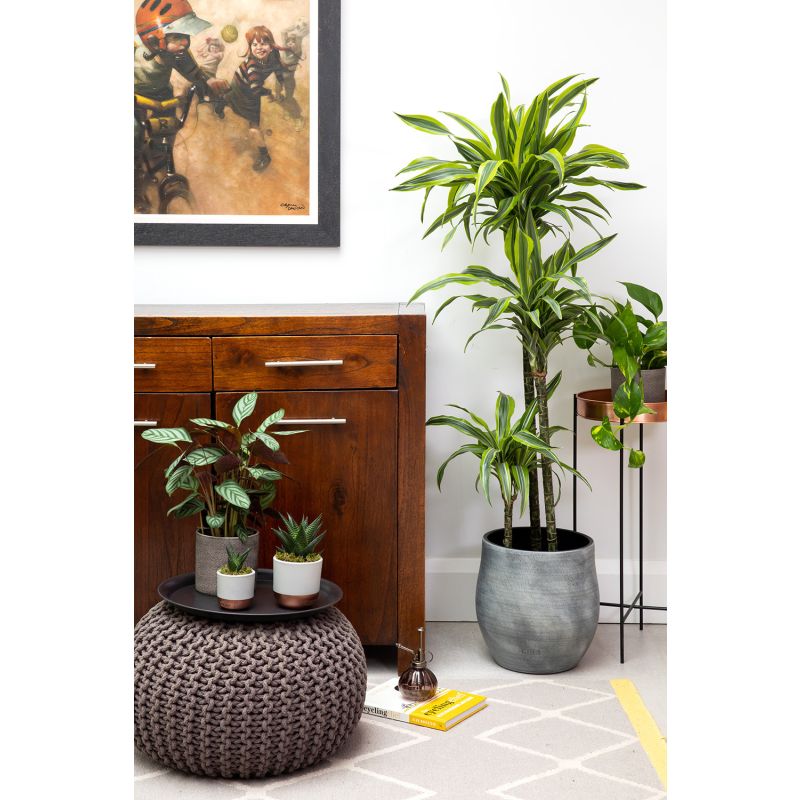 Dracaena Lemon Lime 3-stam