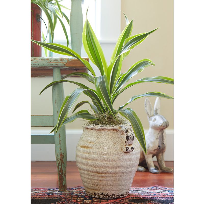 Dracaena Lemon Lime bush