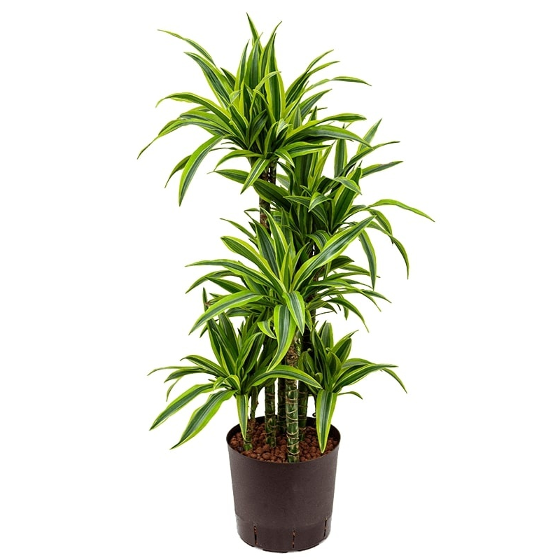 Dracaena Lemon Lime carrousel