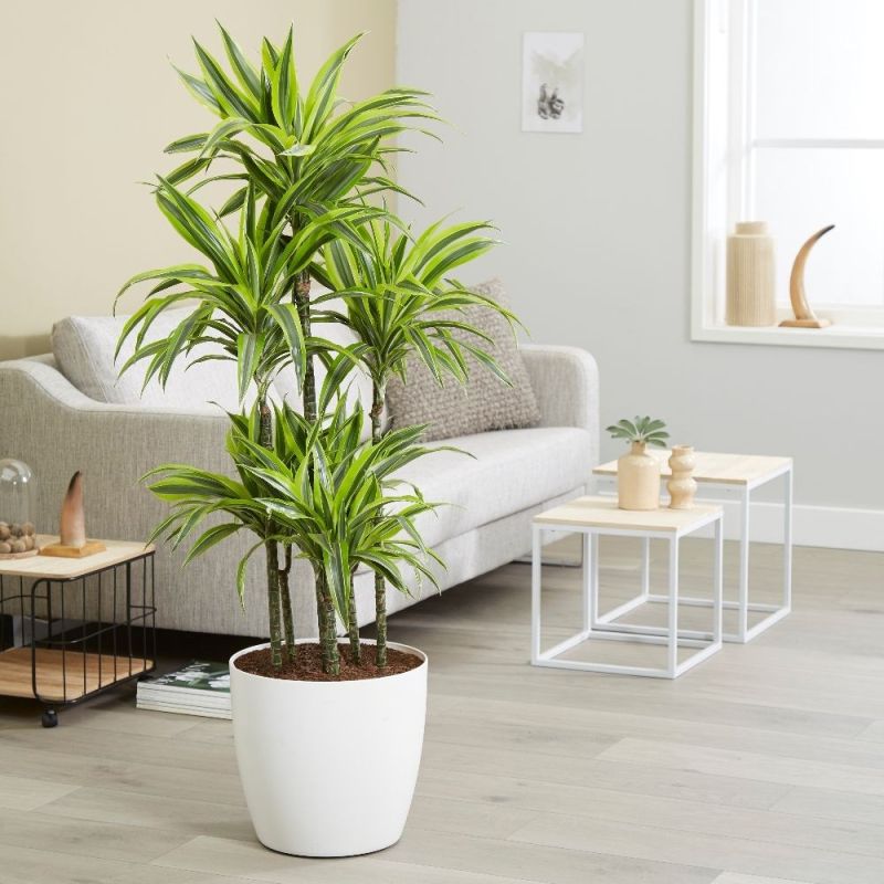 Dracaena Lemon Lime carrousel