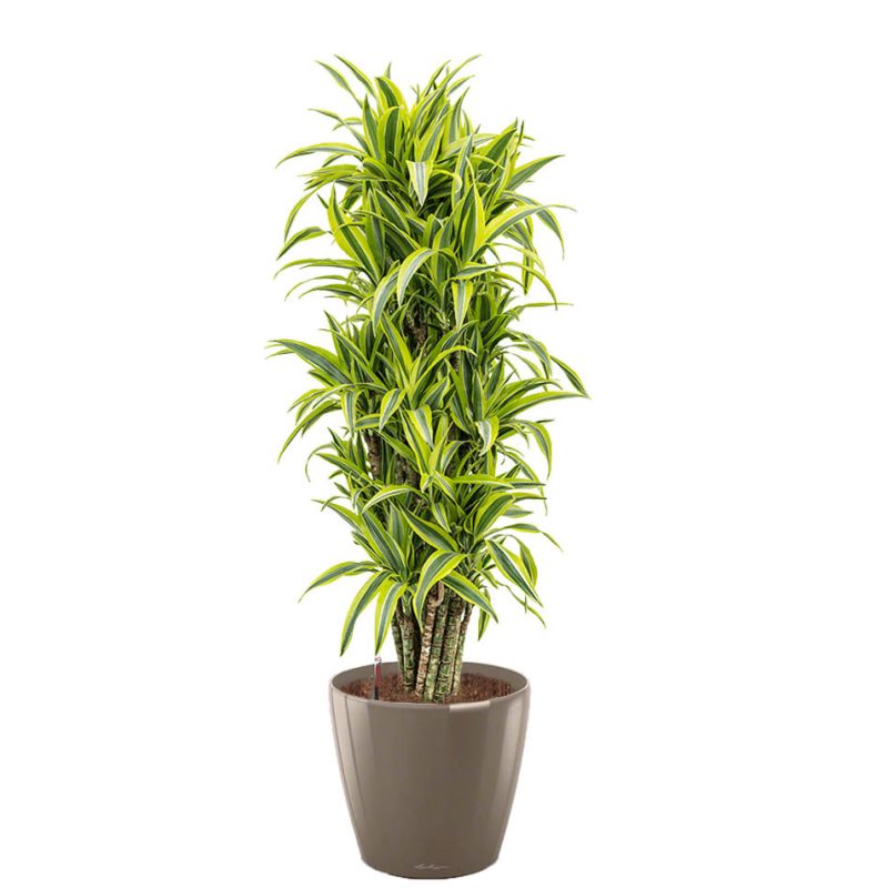 Dracaena Lemon Lime in watergevende Classico taupe