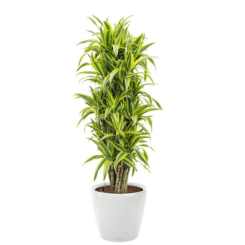 Dracaena Lemon Lime in watergevende Classico wit