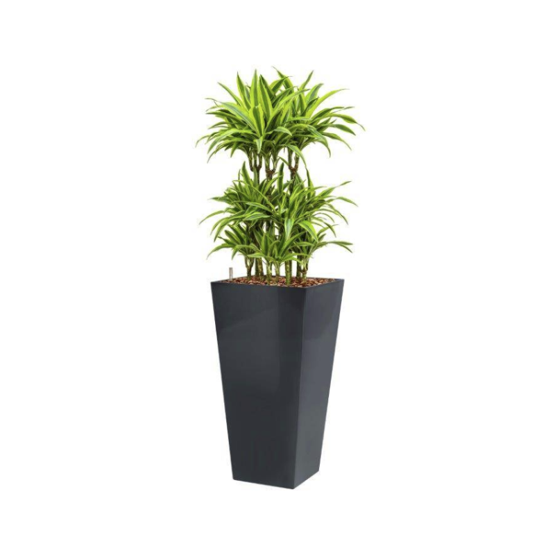 Dracaena Lemon Lime hydrocultuur in Runner vierkant antraciet