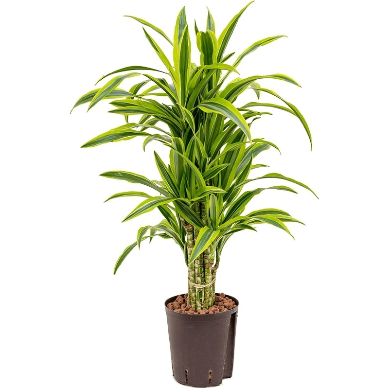 Dracaena Lemon Lime multistam