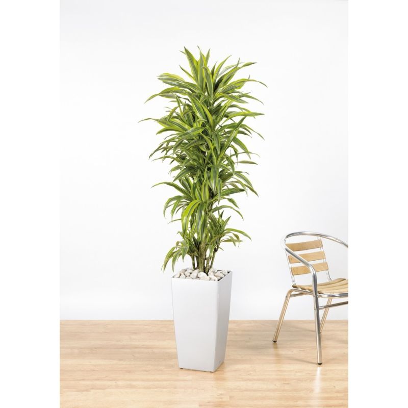 Dracaena Lemon Lime multistam