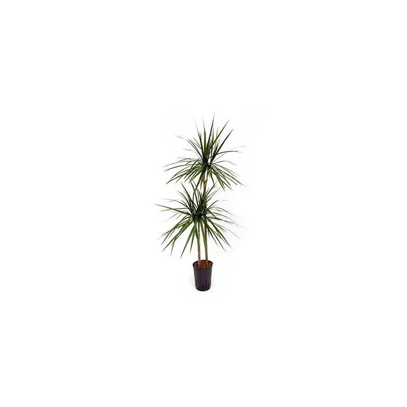 Dracaena marginata