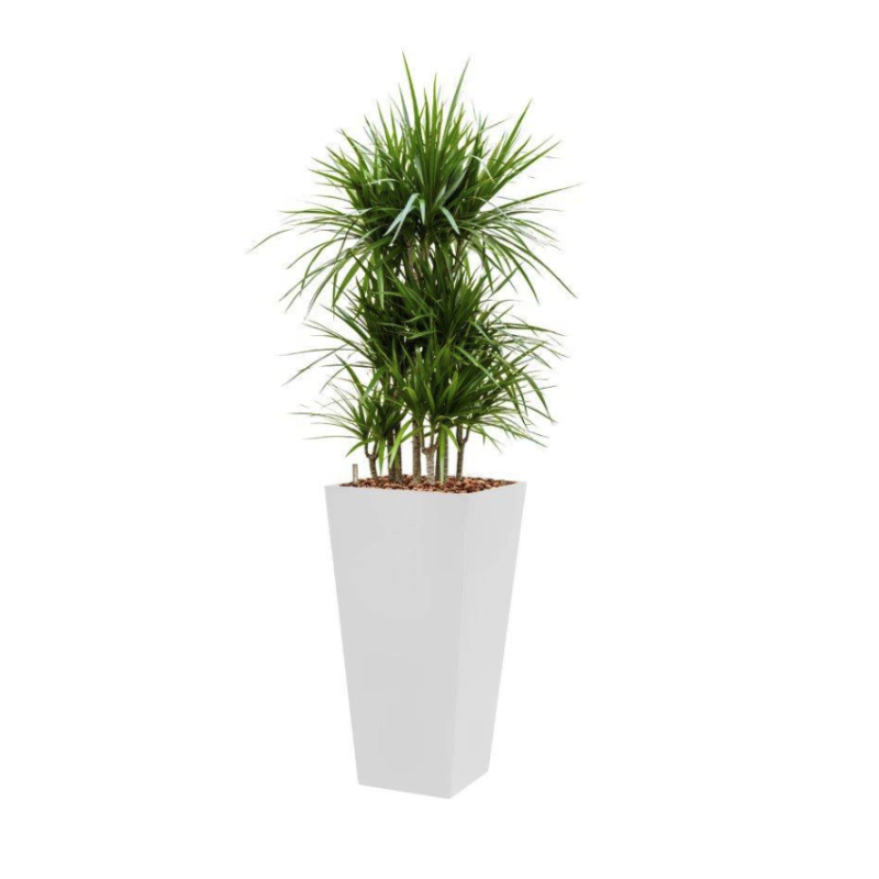 Dracaena Marginata hydrocultuur in Runner vierkant wit