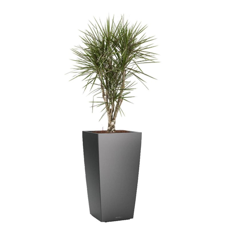 Dracaena Marginata vertakt in watergevende Cubico antraciet