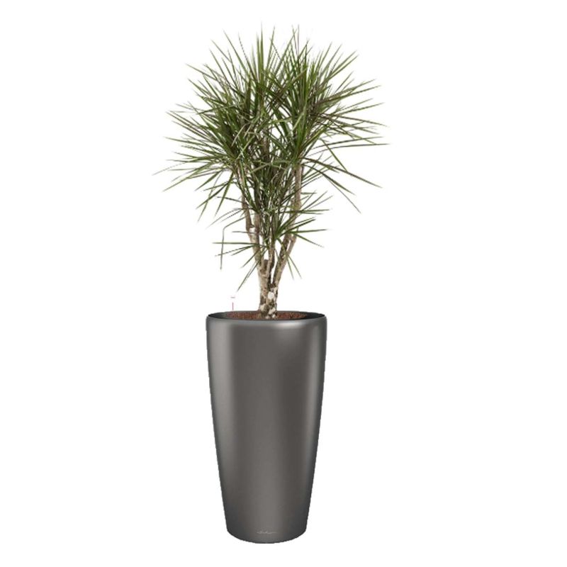 Dracaena Marginata vertakt in watergevende Rondo antraciet