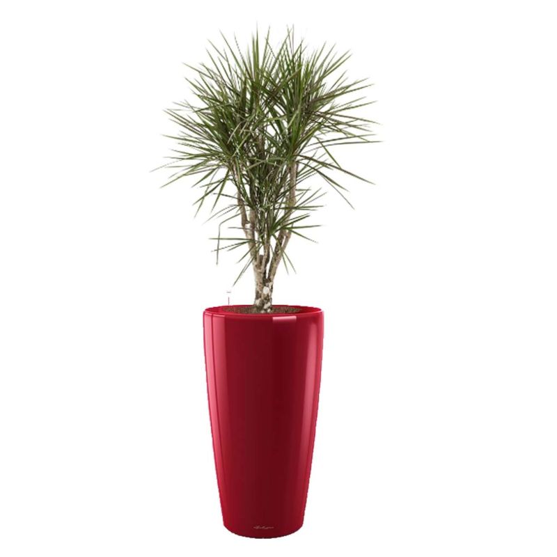 Dracaena Marginata vertakt in watergevende Rondo rood