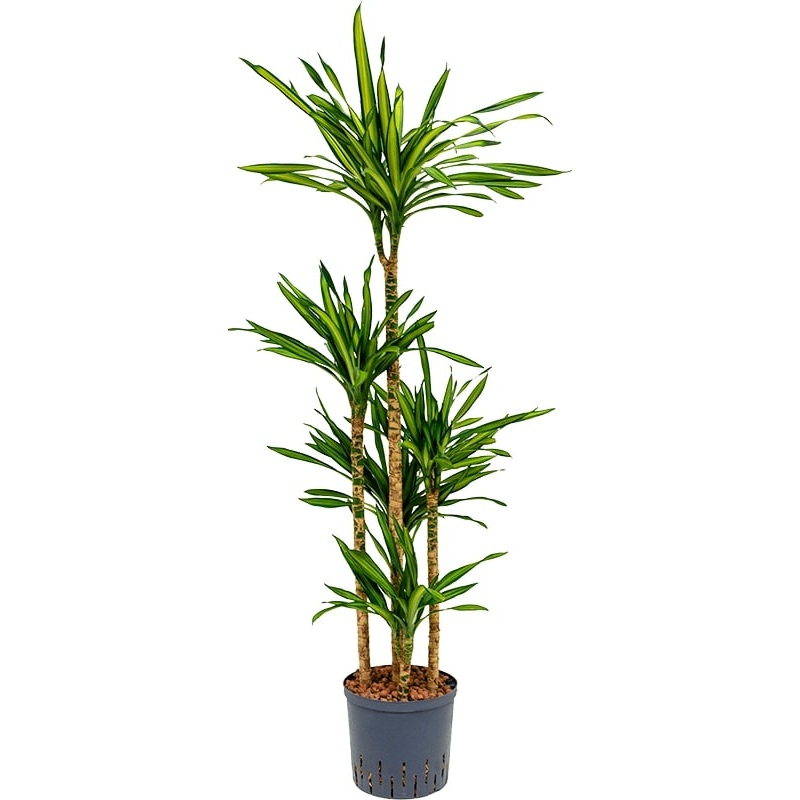 Dracaena Riki carrousel