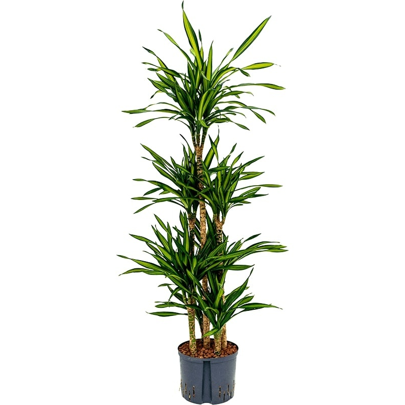 Dracaena Riki carrousel