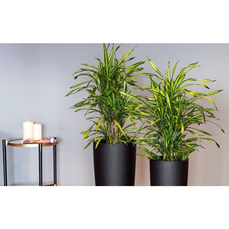 Dracaena Riki carrousel