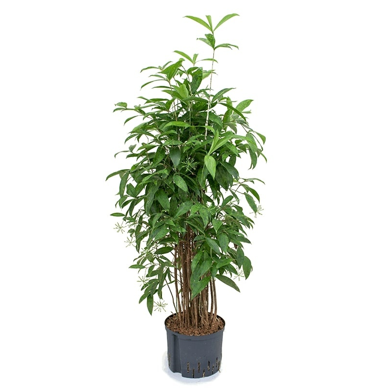 Dracaena Surculosa 