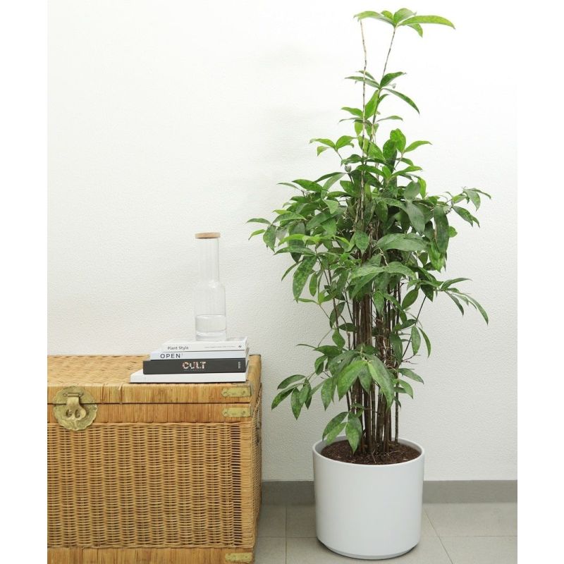 Dracaena Surculosa 