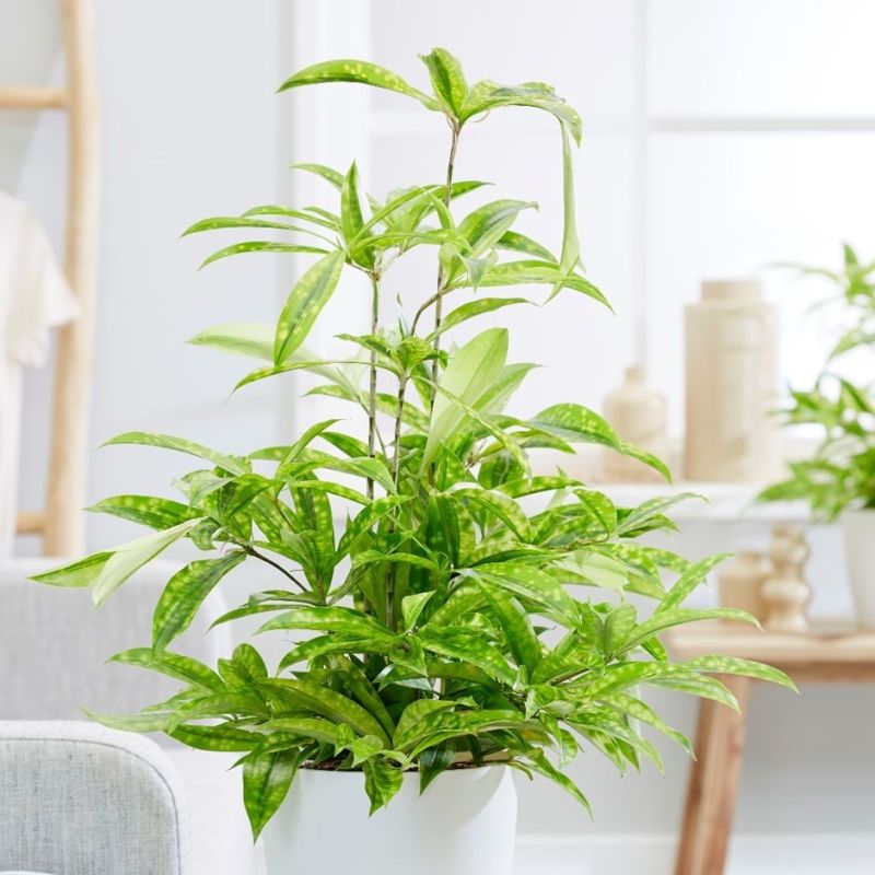 Dracaena surculosa Mike