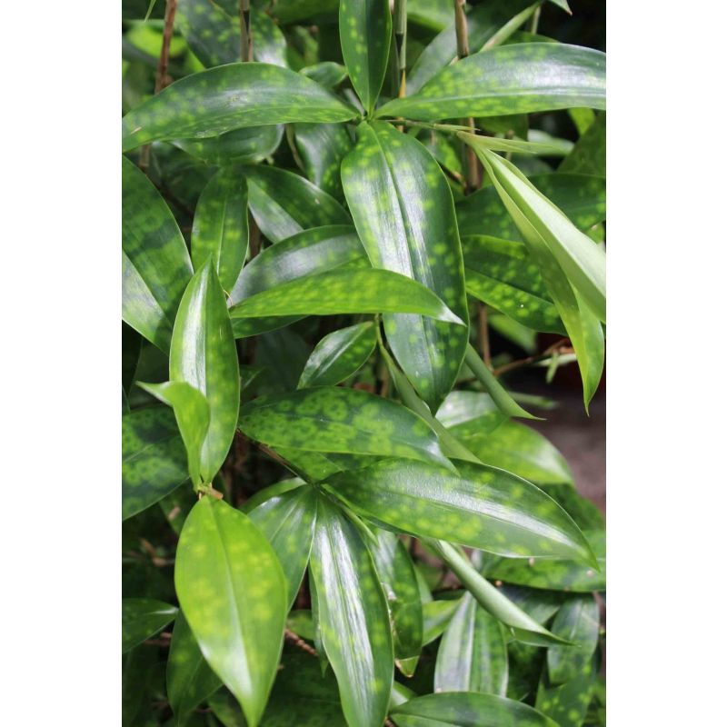 Dracaena surculosa vertakt