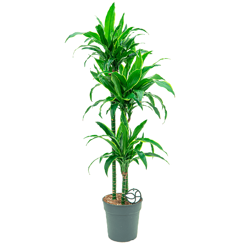 Dracaena Arturo 3-stam