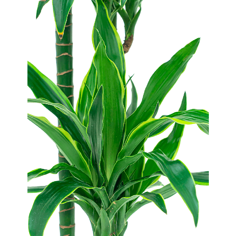 Dracaena Arturo hydrocultuur in Runner rond zwart