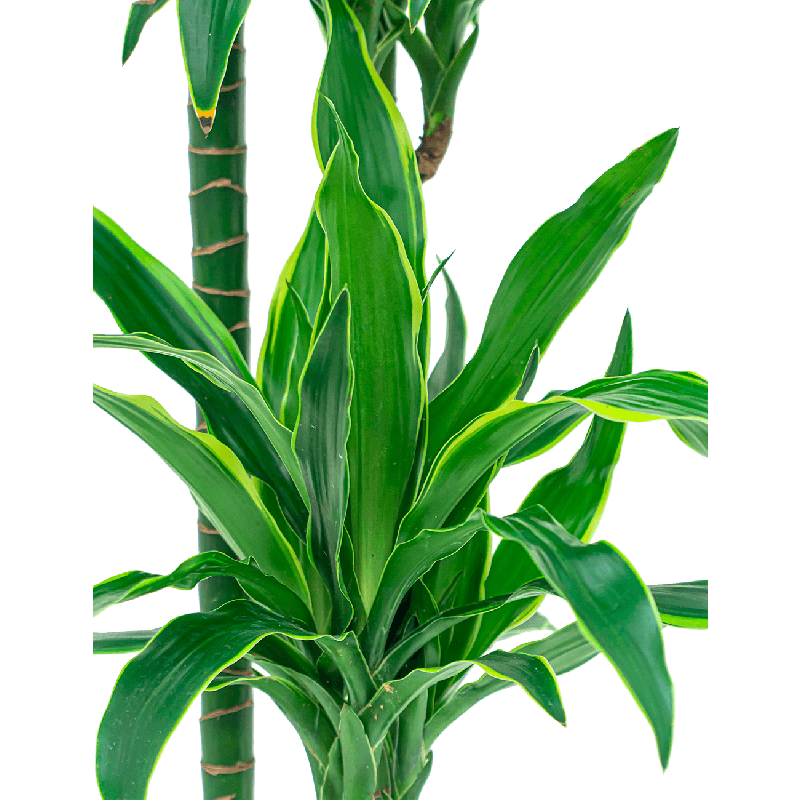 Dracaena Arturo hydrocultuur in Runner rond wit