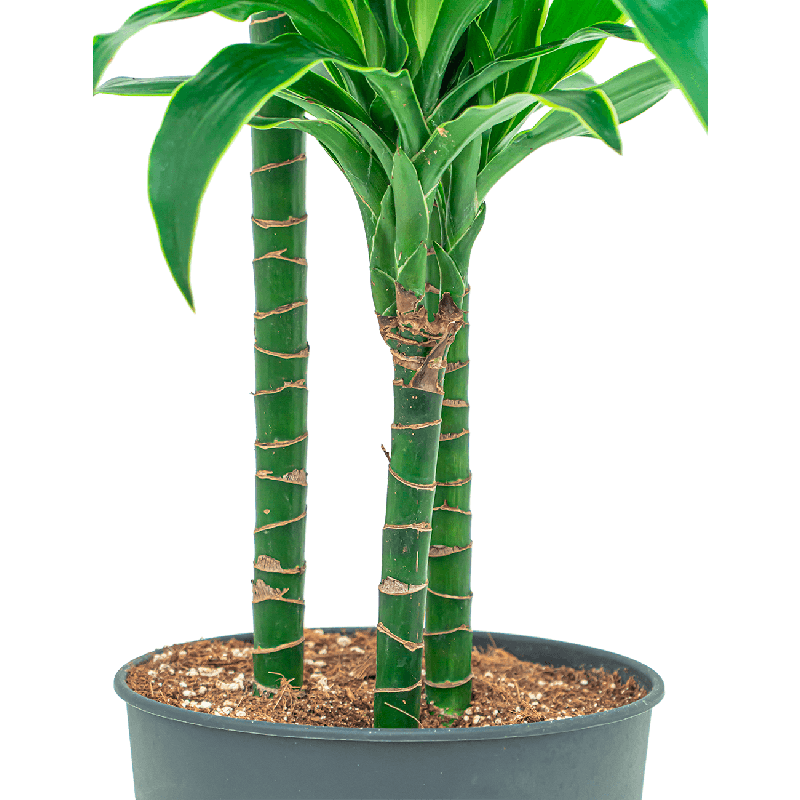 Dracaena Arturo 3-stam