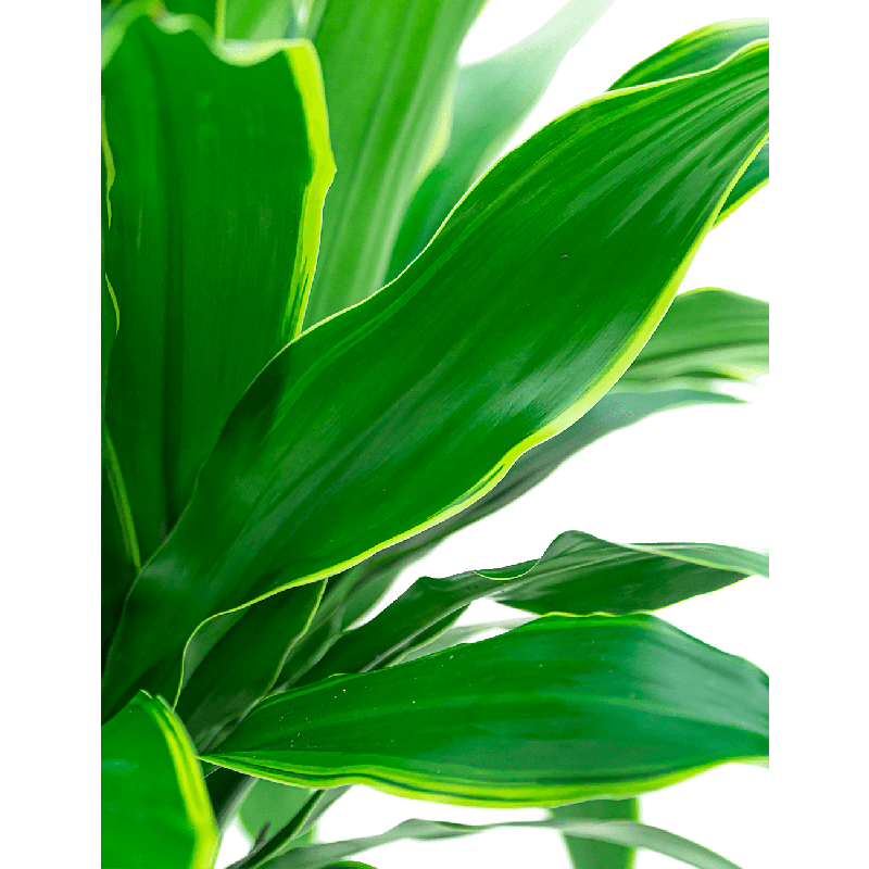 Dracaena Arturo hydrocultuur in Runner rond zwart