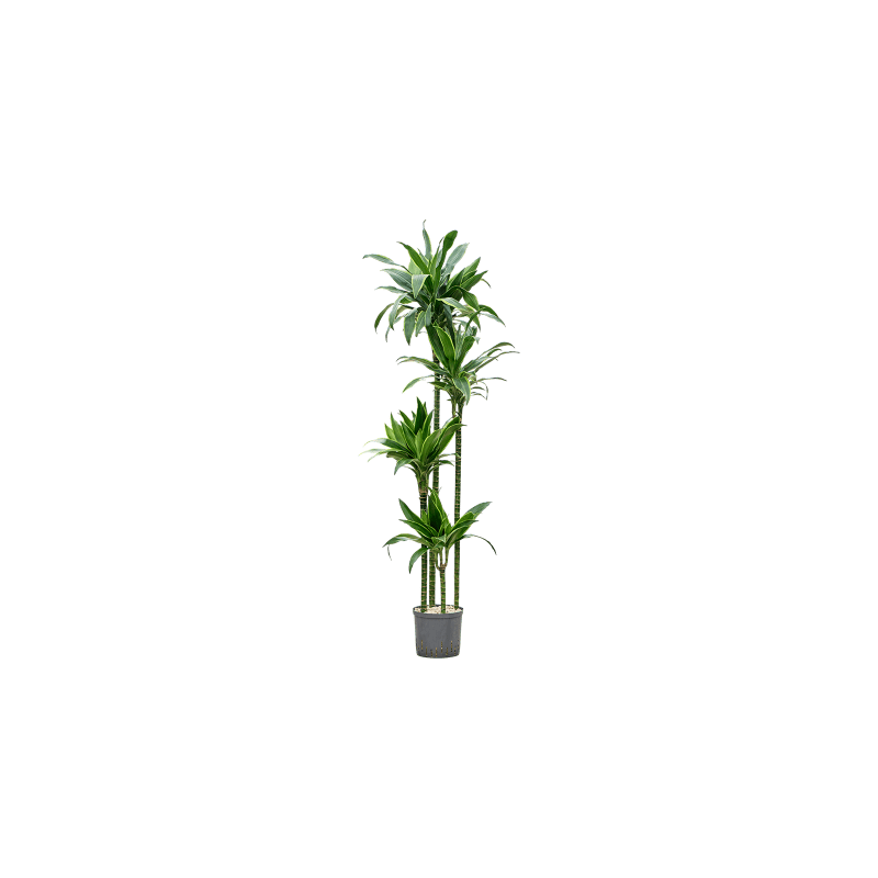 Dracaena Arturo 4-stam - bims