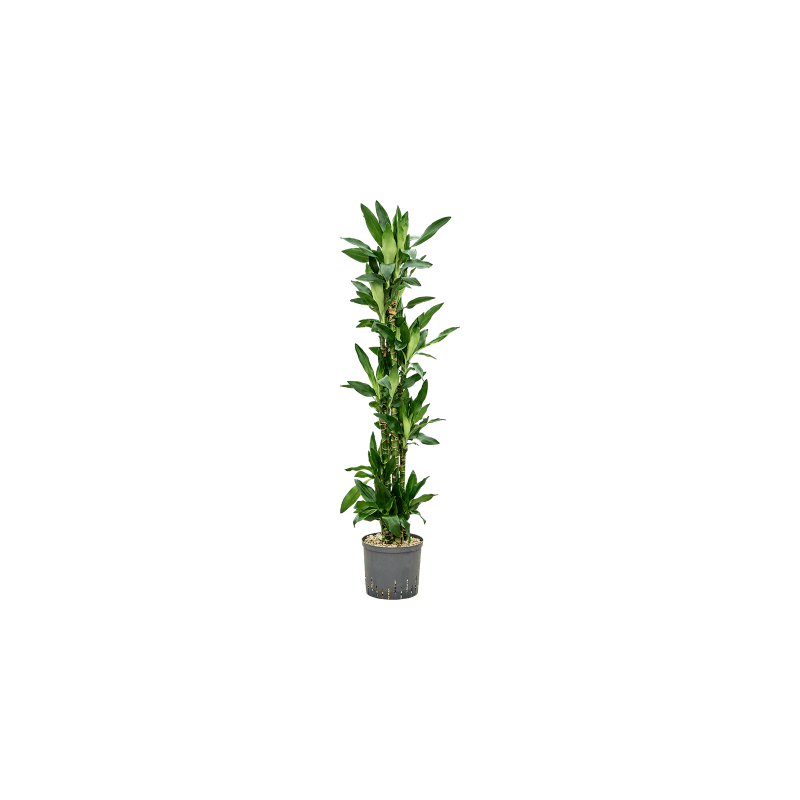 Dracaena Burundii carrousel - bims