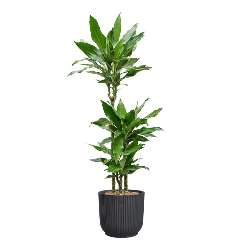 Dracaena Burundii in Vibes antraciet