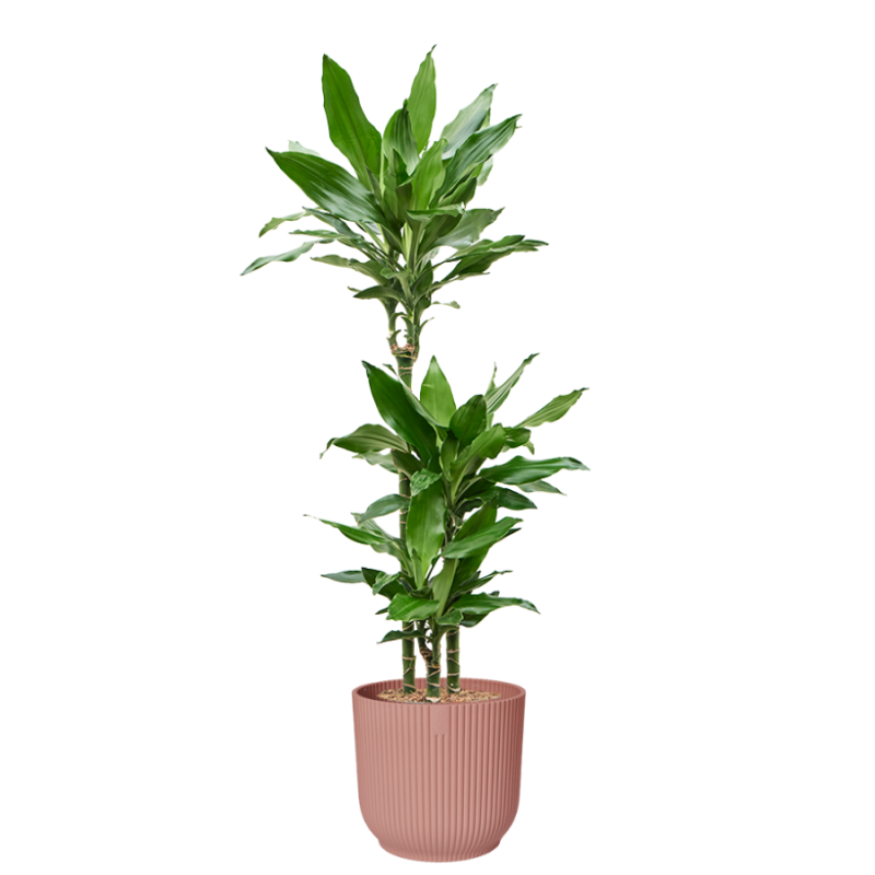 Dracaena Burundii in Vibes roze
