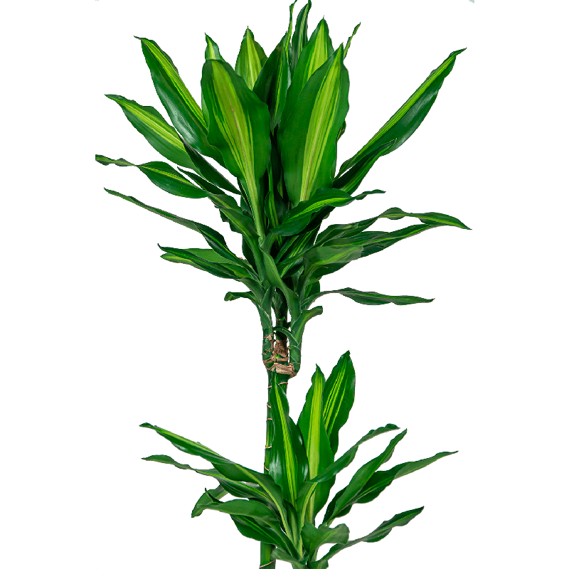 Dracaena Cintho 2-stam