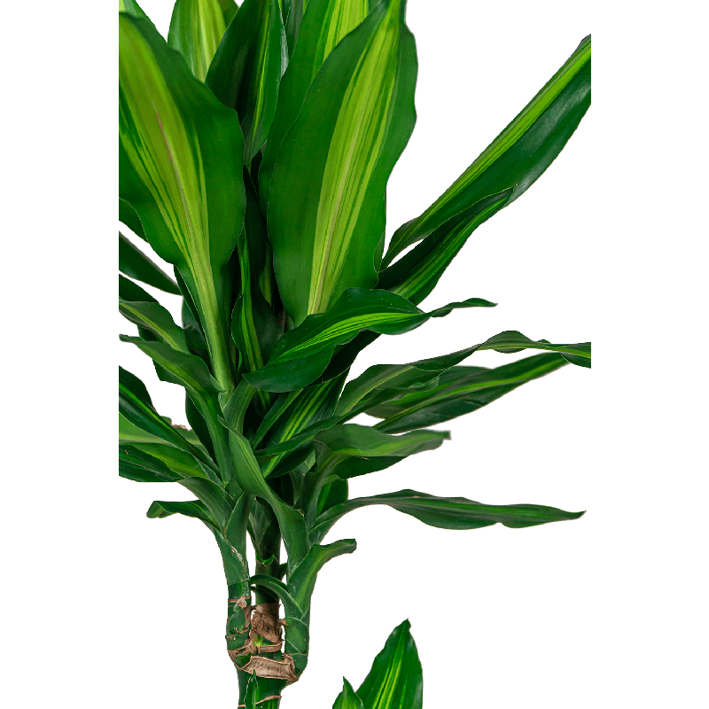 Dracaena Cintho 2-stam