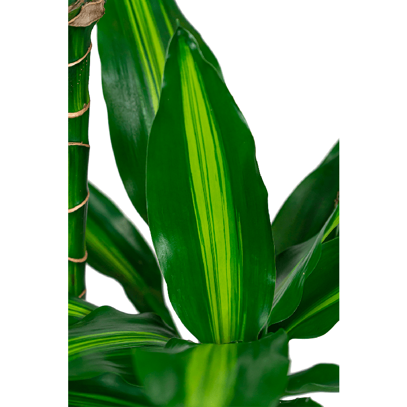 Dracaena Cintho 2-stam