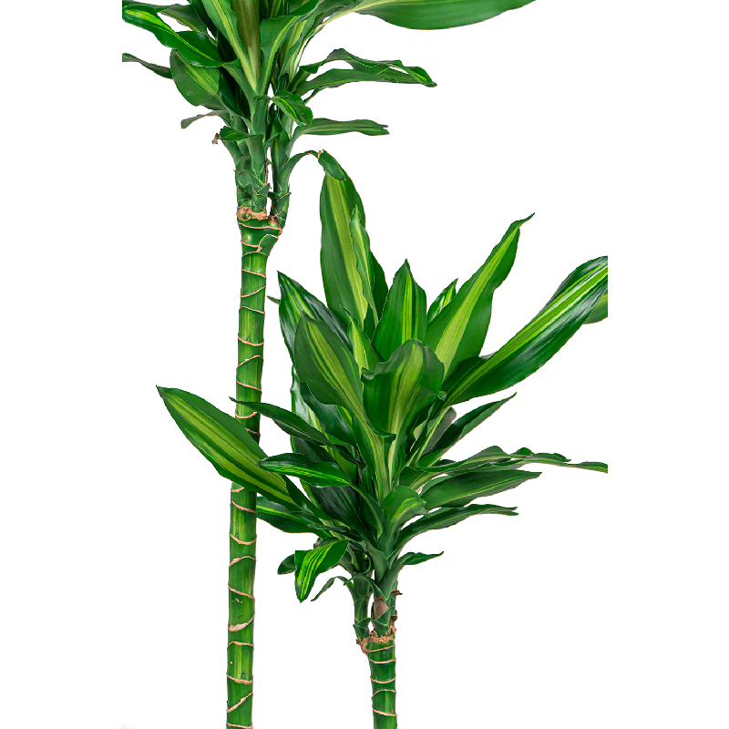 Dracaena Cintho 3-stam