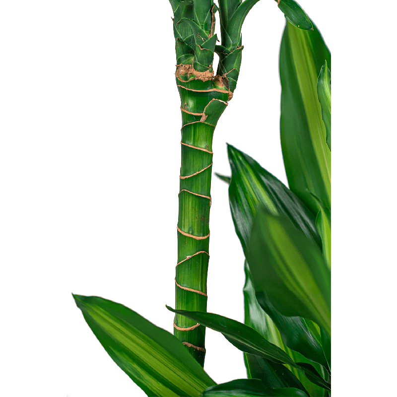 Dracaena Cintho 3-stam