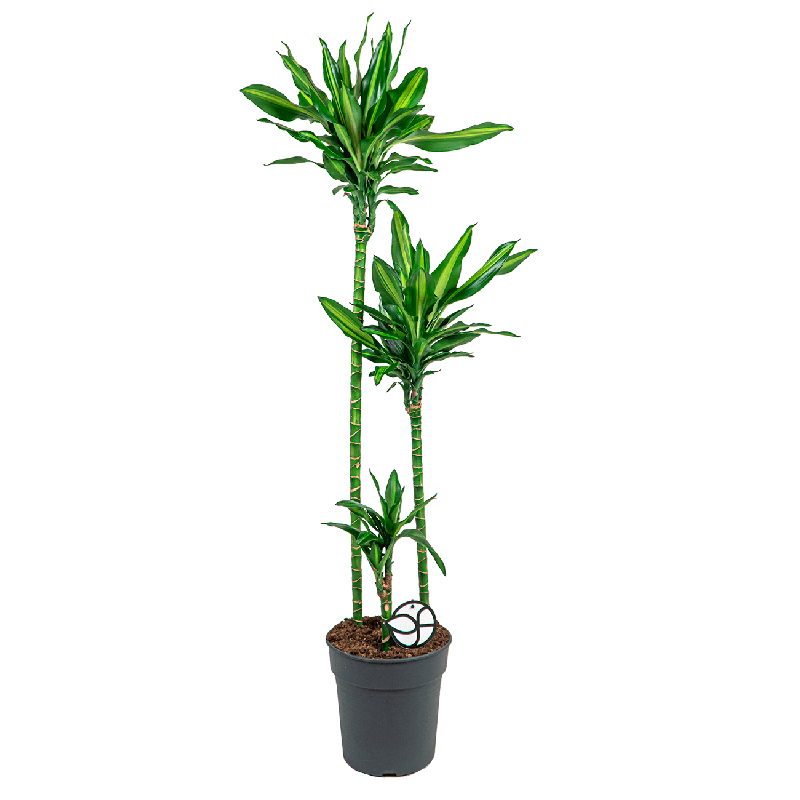 Dracaena Cintho 3-stam