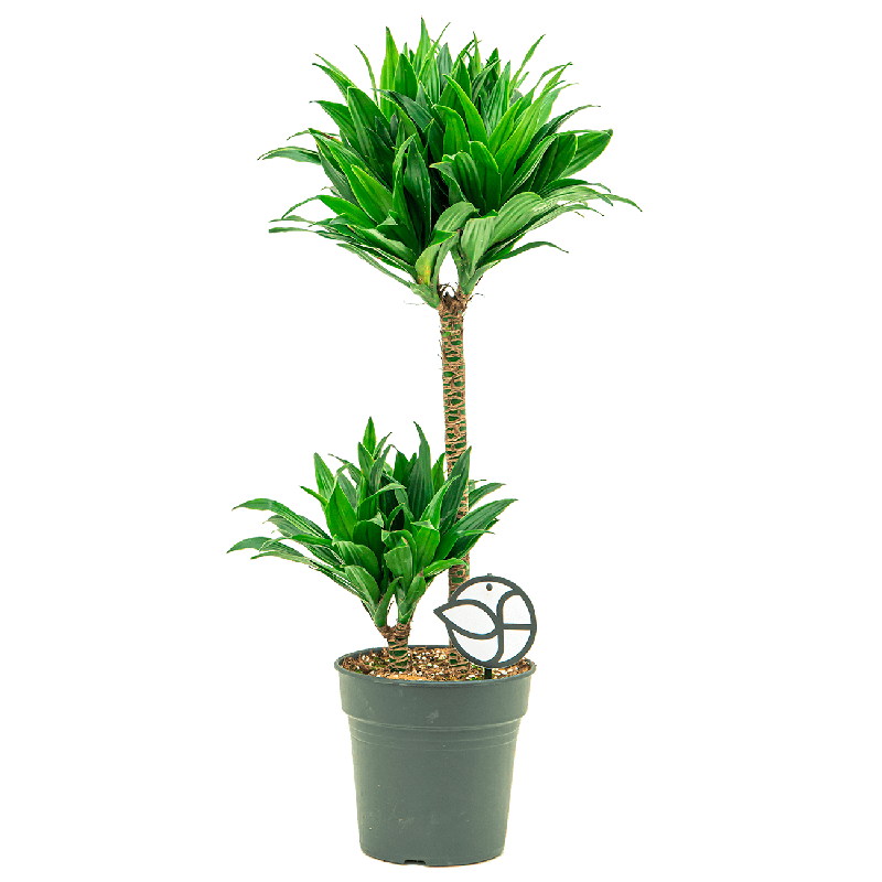 Dracaena Compacta 2-stam