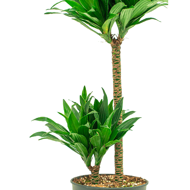 Dracaena Compacta 2-stam