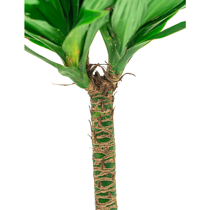 Dracaena Compacta 2-stam