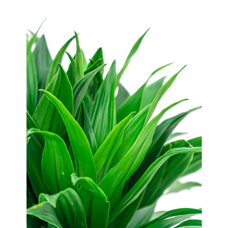Dracaena Green Jewel in Vibes wit