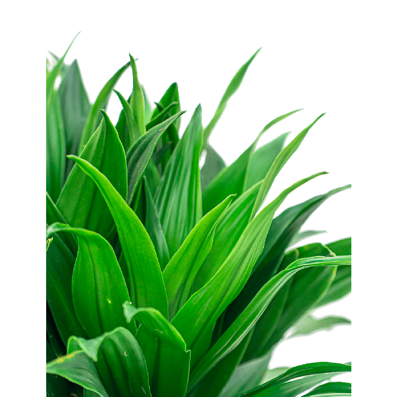 Dracaena Compacta 2-stam