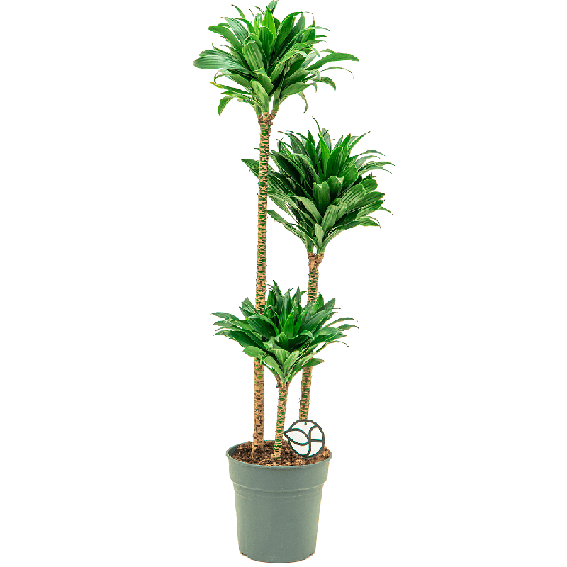 Dracaena Compacta 3-stam