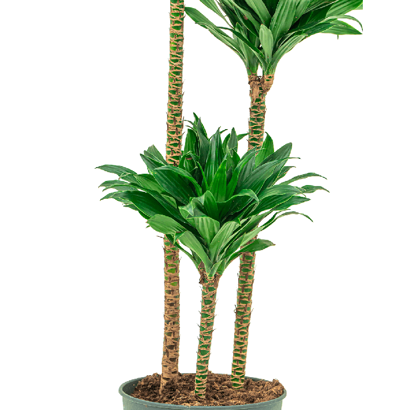 Dracaena Compacta 3-stam