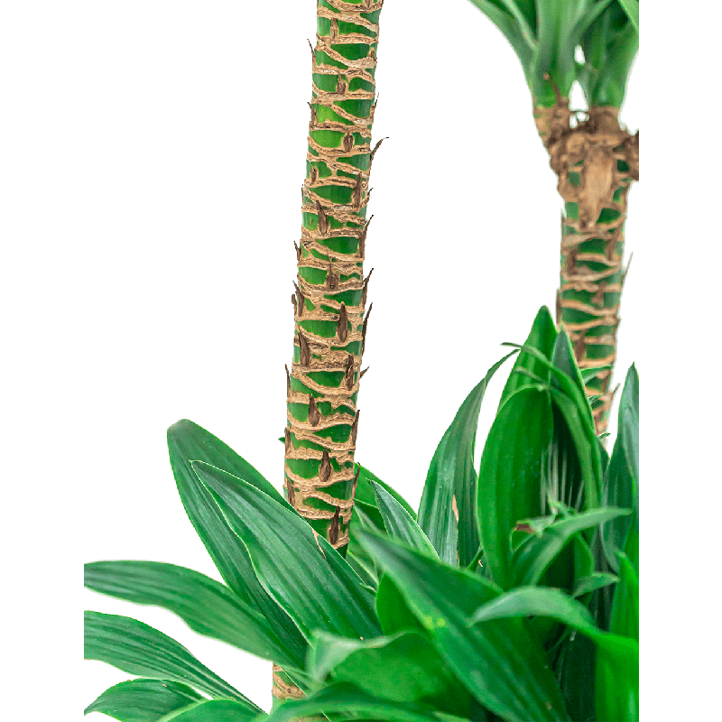 Dracaena Compacta in watergevende Cubico wit